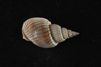 藏品( 焦斑織紋螺)的圖片